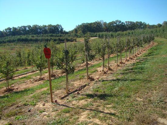 Mercier Orchards